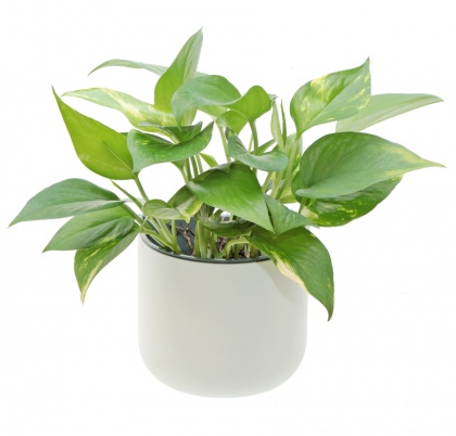 EDEN SUCTION PLANTER: click to enlarge