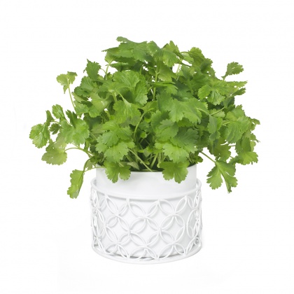 Herb Pot White: click to enlarge
