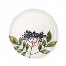 Dinner Plate Elderberry